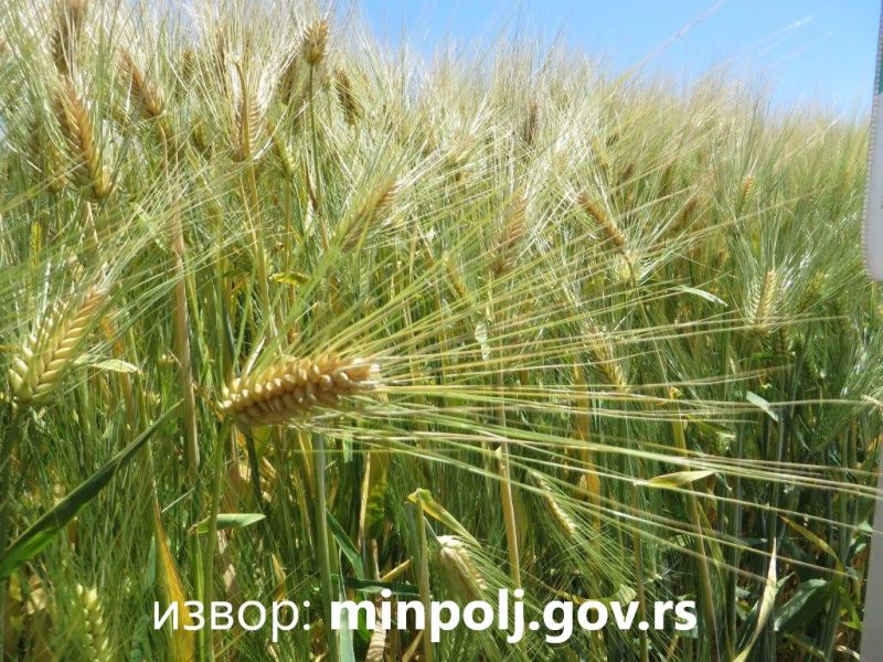 Нове цене за подстицаје у биљној производњи